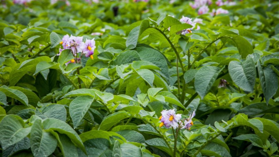 Как защитить урожай картофеля от колорадского жука простыми и эффективными средствами