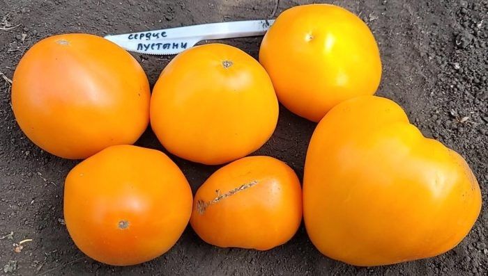 ����� ������ �������: ������������ ���� � �������� ������ � ����������