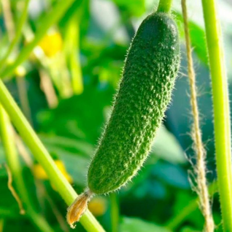 ��������� ������ � ���������� ������������� � ��������� �����