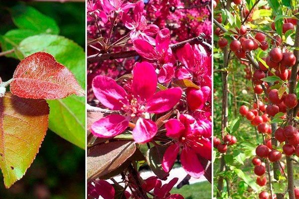 Яблоня Недзвецкого: Красота и Устойчивость в Ландшафтном Дизайне