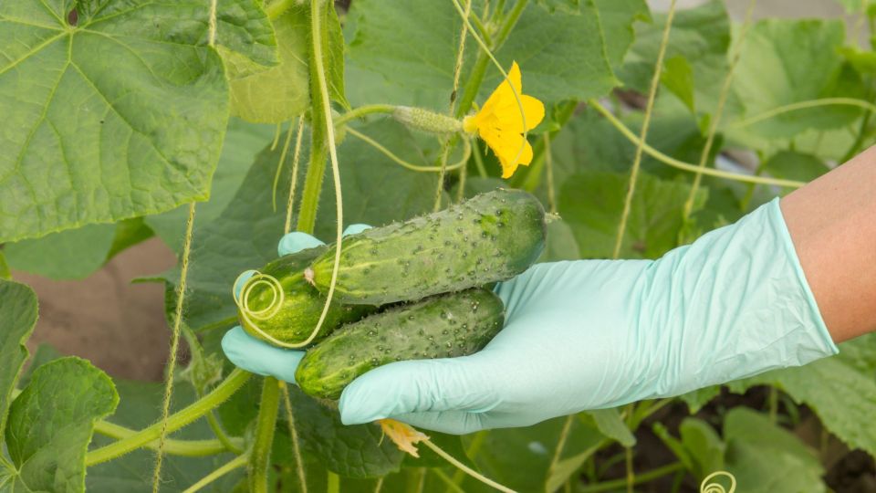 ��������� ����� �� ���� ������� ���������: ����� ������ ����������