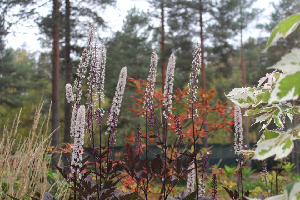 Клопогон в нашем саду: цветение и уход