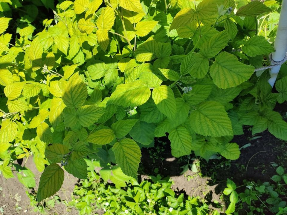 Хлороз растений: к чему ведут опилки и как избежать проблем с питанием