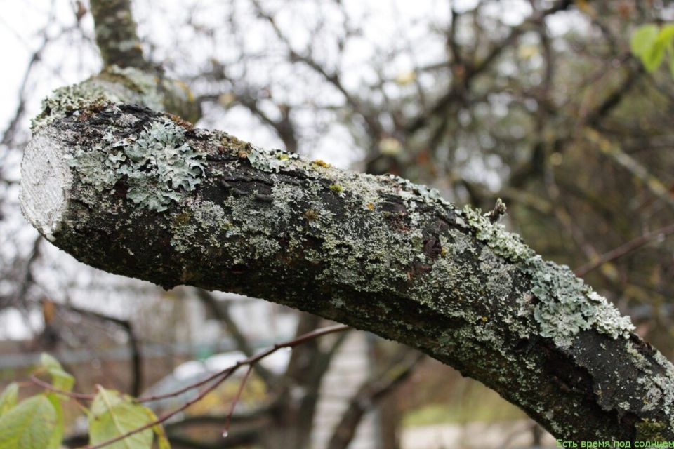 Как эффективно избавиться от серого лишайника на яблонях