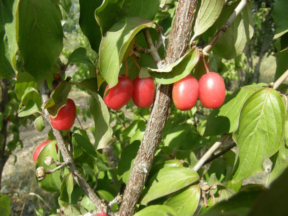 Кизил: секреты агрономии и полезные свойства плодов