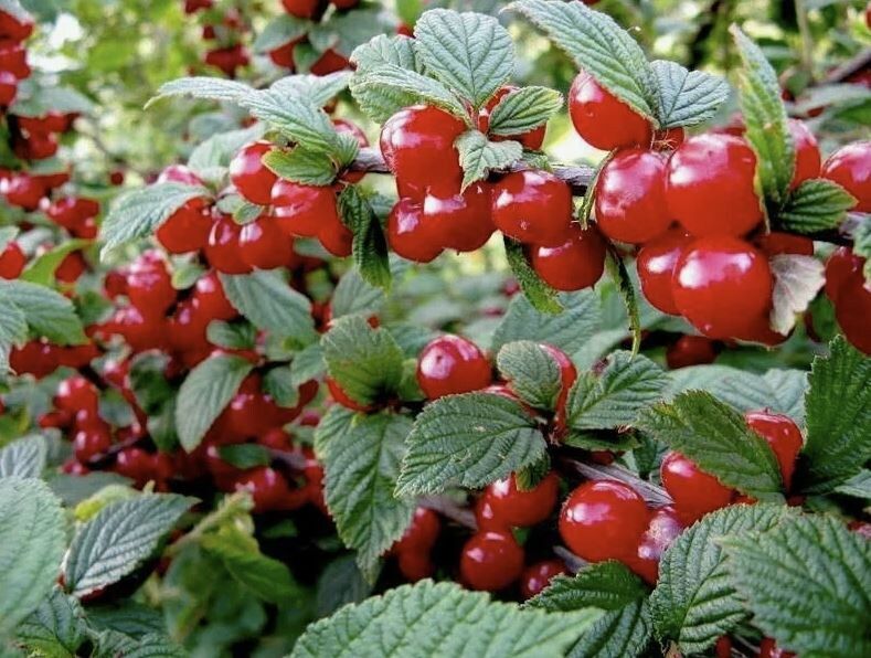 Как обрезать войлочную вишню для крепкого урожая и красоты сада