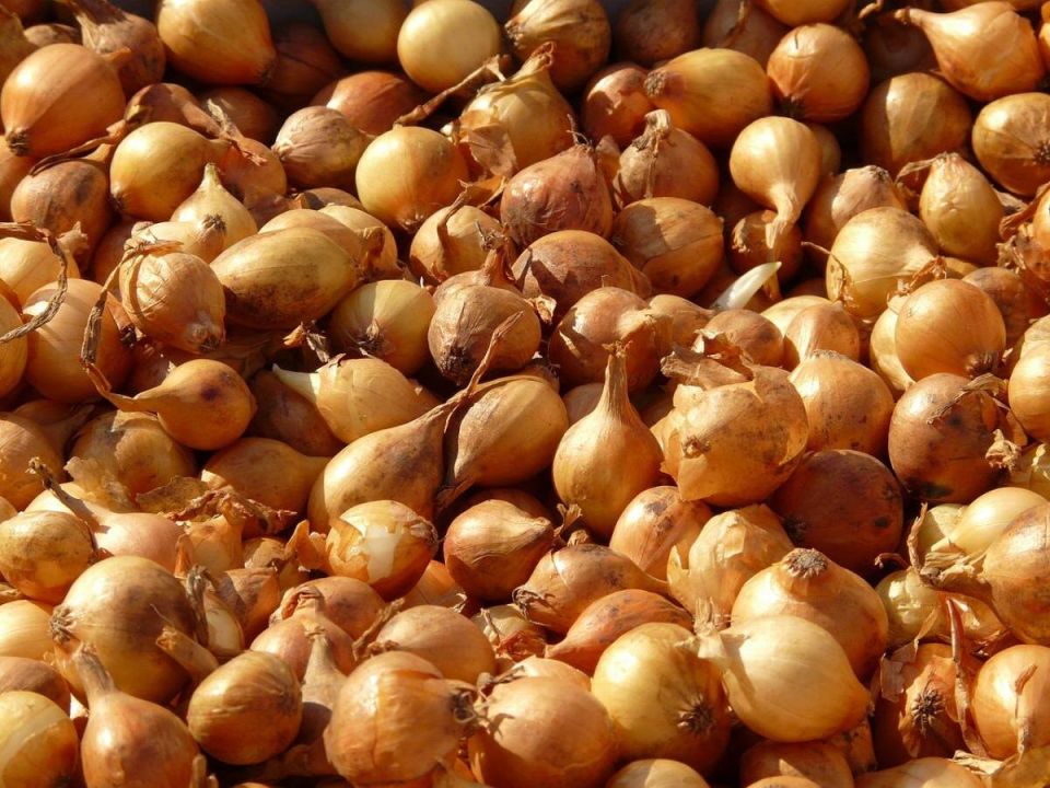 ��� ������� ��������� ���-����� ��� �������� ������