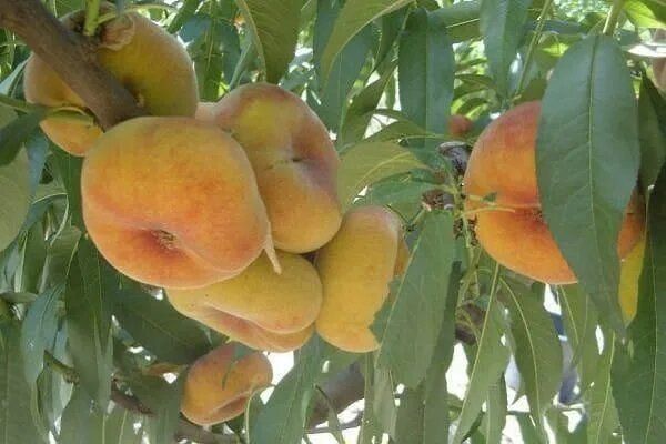 ������ ���������: ��� ������� ����� � �������� �������