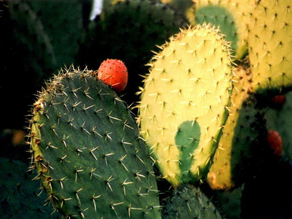 ��� ��������� ������������ �������: ������� ��������� �����