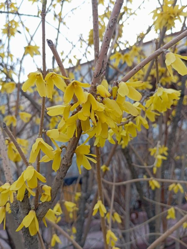 ������� ��������� ������������ �������� ��� ���������� ��������