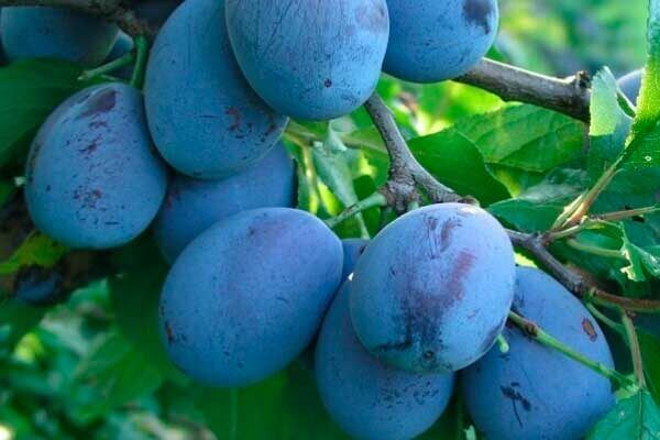 ����� �����: �������� ����������� � ���������� ��������