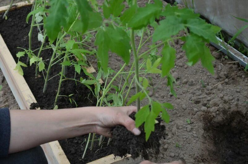 ��� ��������� �������� ���������� ������� �������: �������� ������