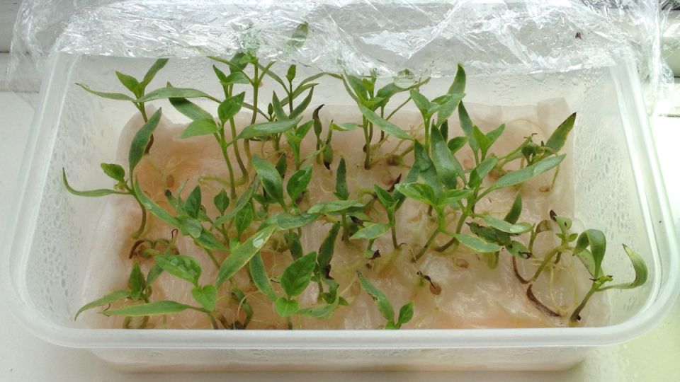 ����������� ��������: ������� � ��������� �������