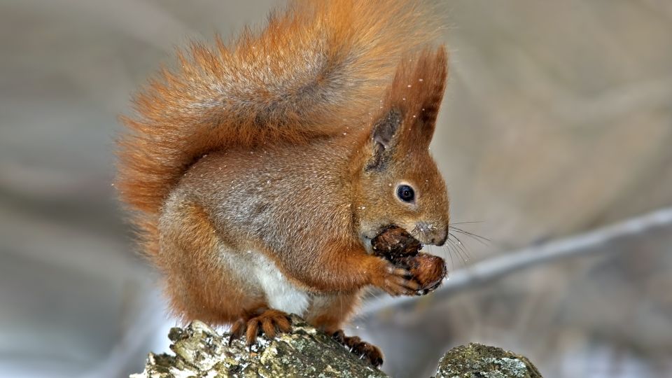 ����� ����� ���� ����������������� ������ � ����� �������: ������, ����� ����