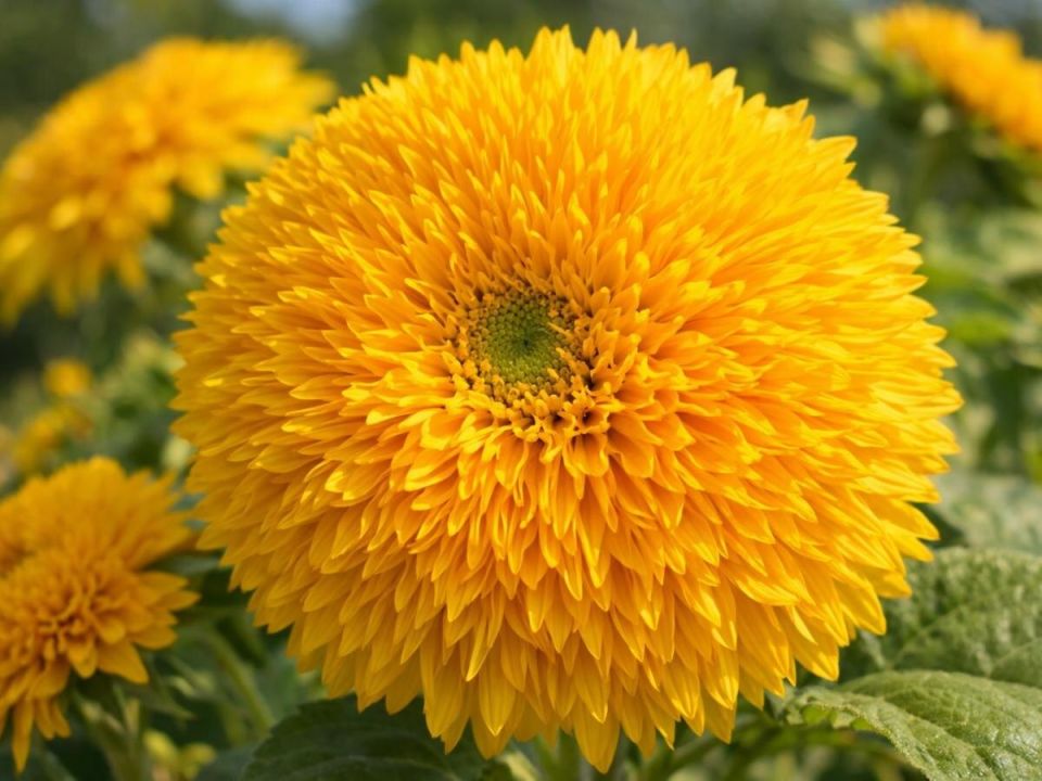 �������� ���� �� ����: ������������ ������������� ����������� ������ ���������