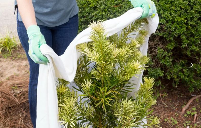 10 важных фактов о спанбонде, которые изменят ваш подход к огородничеству