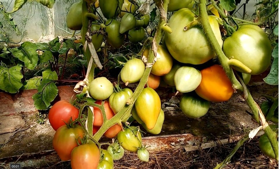 Что действительно стоит класть в лунку под томаты