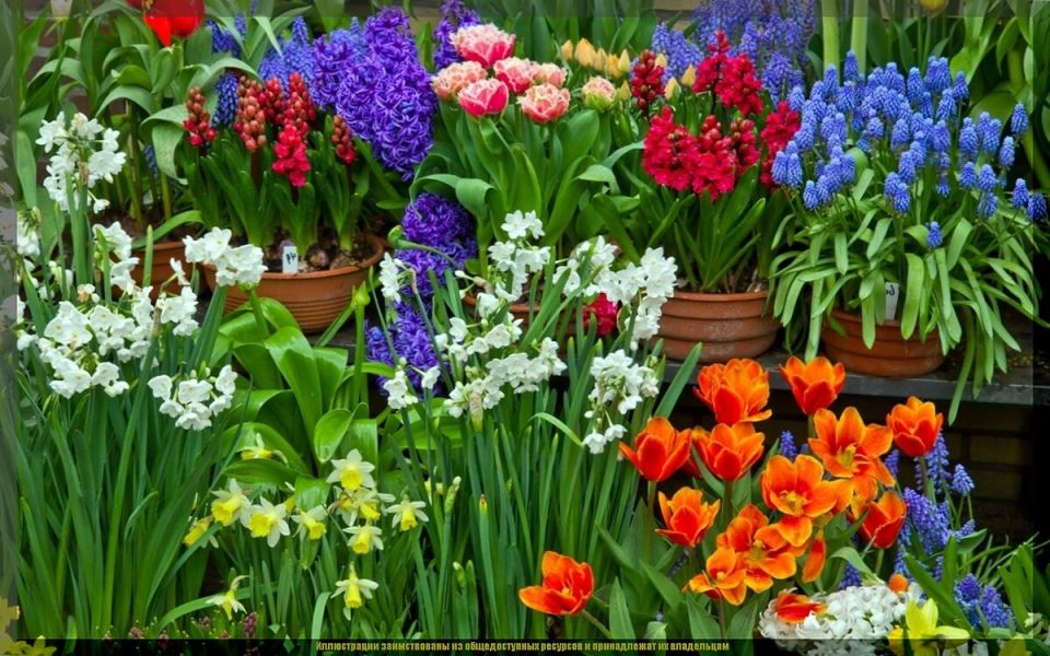 Как избежать ошибок при посадке тюльпанов: секреты осенней посадки для весеннего цветения