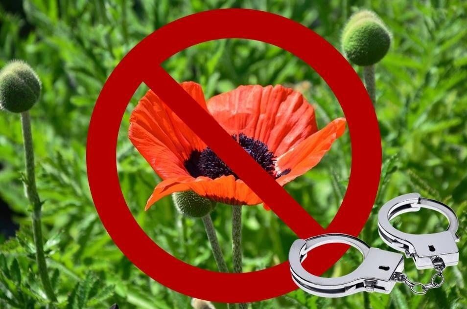 Новые ограничения для садоводов: что запрещено выращивать в 2026 году