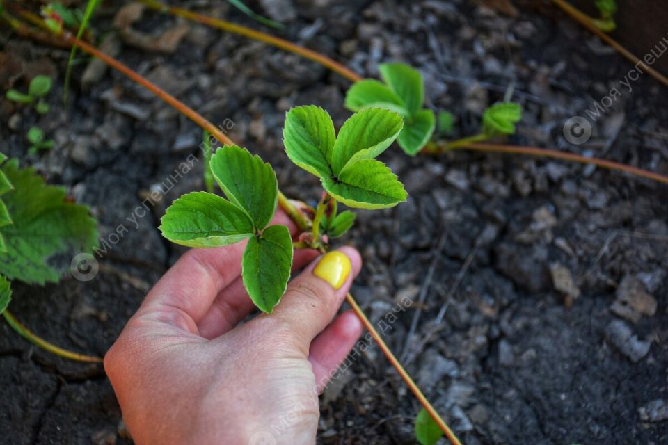 ��� ������� ��������� ��� ��� ����������� ��������