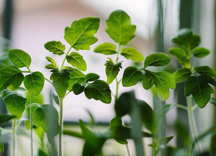 ��� ��� �������� ����� �������: ������� ����������� ���������