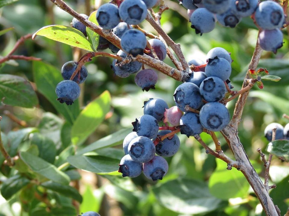 ��� �������� ��������� ������ �������� � ������� ���������� ���������