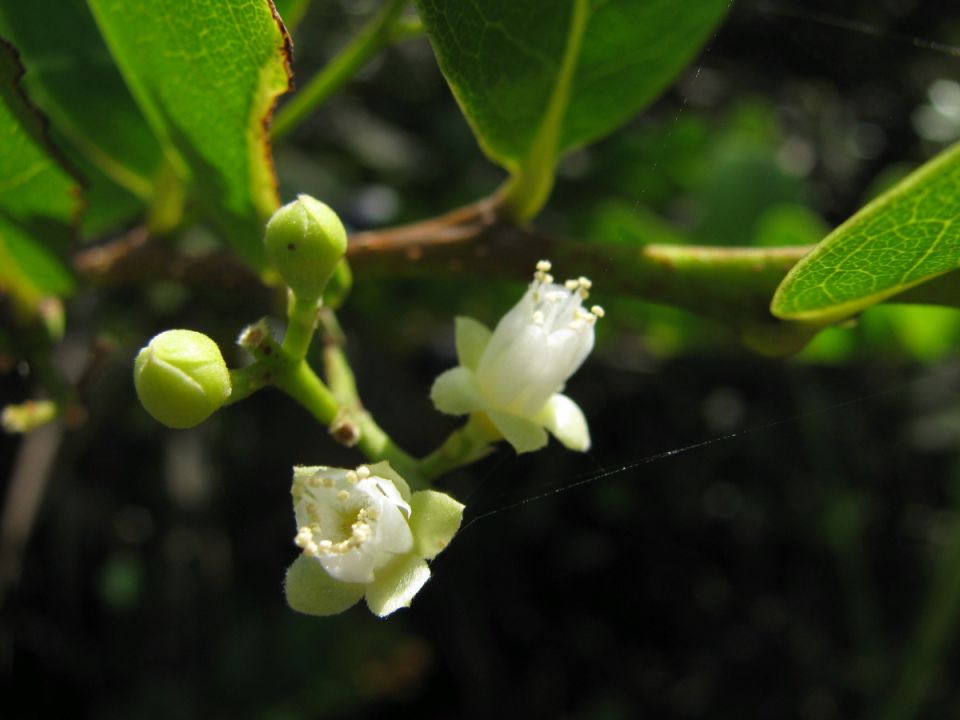 �����: ������������ ��������� ����� ��������