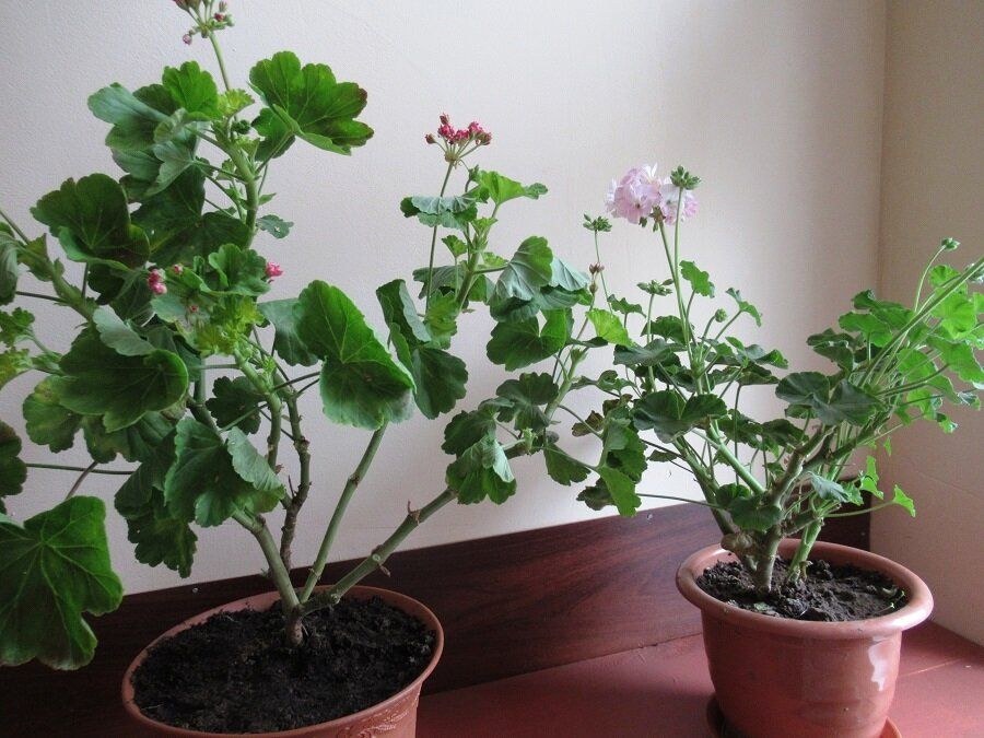 ��� ���������� ������� ��� ����������: ������� ��������� ������ � �����