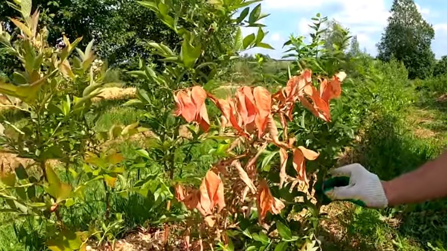 ��� ��������� ������ �������� � 3,7 ����: ������� ��������� �����������