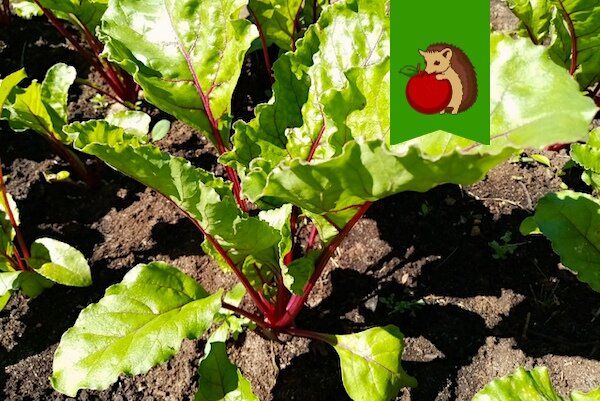 Как полив свеклы в июле влияет на урожай: советы для садоводов