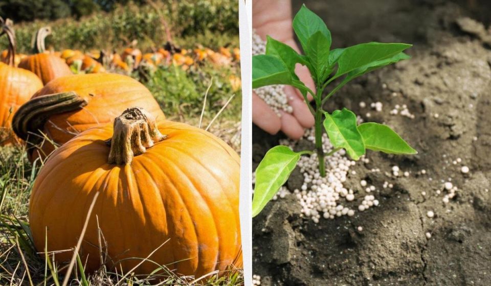 ������� ��������� �����: ������ �� ������� ���������