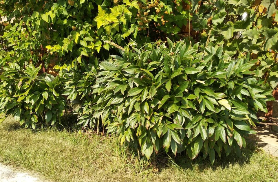 Как позаботиться о пионах осенью: важные советы для садоводов