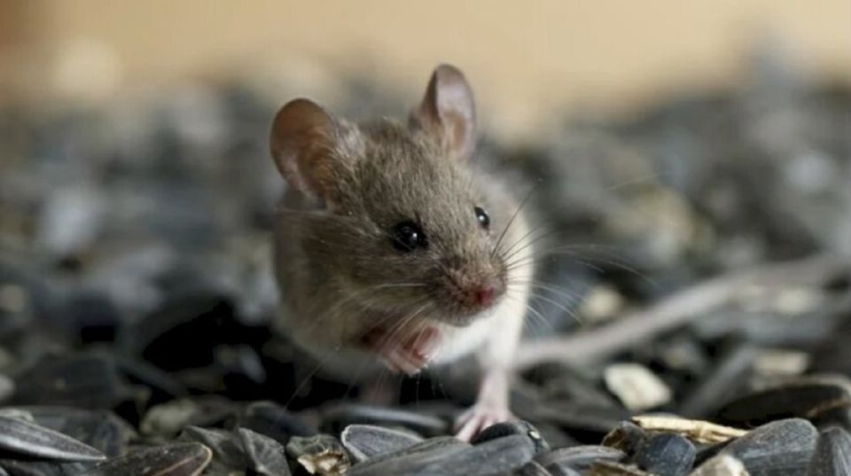 Естественная защита для вашего огорода: берёзовый дёготь против грызунов и вредителей