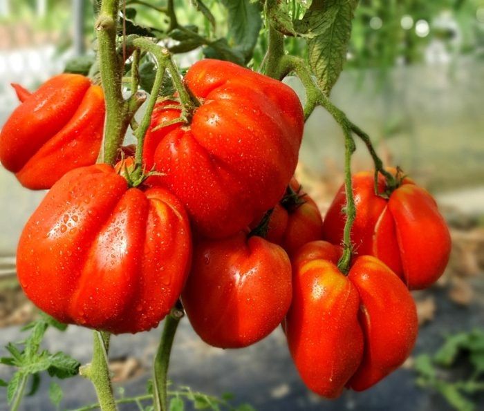 Томат Кожемяка: идеальный выбор для открытого грунта