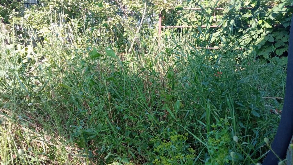 Конфликт с соседкой по даче: как справиться с заброшенными грядками?