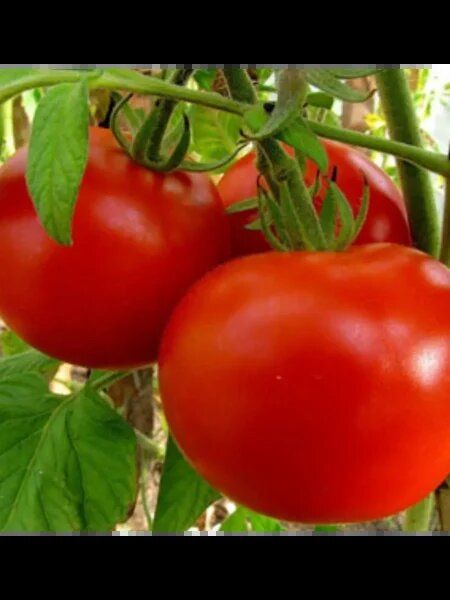 ����� ���������: ��������� ����� ��� ������� � ����������� � �������� �����