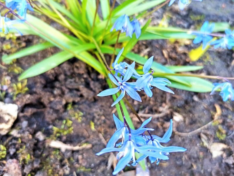 Весенние чудеса: какие цветы радуют нас в саду