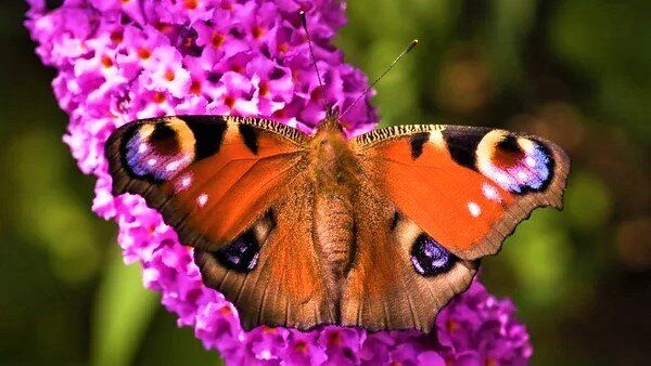 ������: �������� ���������, ������������ ������� �� �������� �����