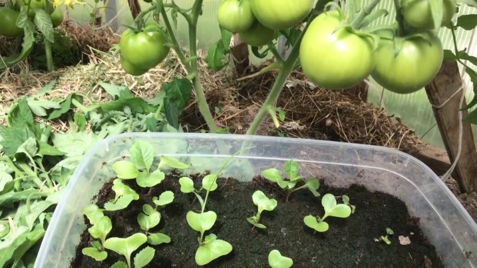 Как вырастить богатый урожай поздней капусты в условиях нестабильных цен