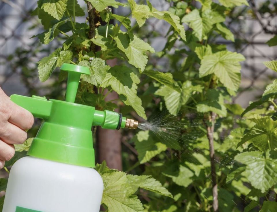 Защита смородины после сбора урожая: как избежать химических препаратов